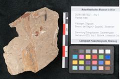 Foto (Objekt + Etikett) von Plantae indet.  (NHMW-GEO-2024-0188-7932)